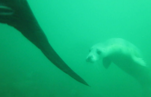 Seal video - click to view